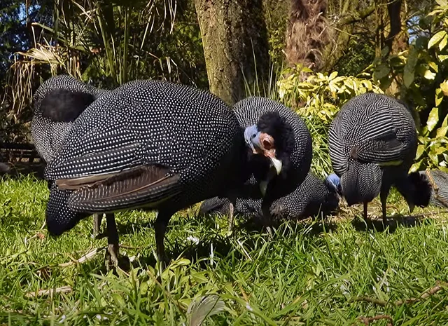 Інкубаційне яйце Цесарка Хохлата- фото № 6