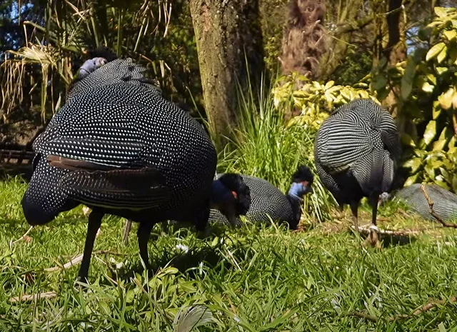 Інкубаційне яйце Цесарка Хохлата- фото № 7