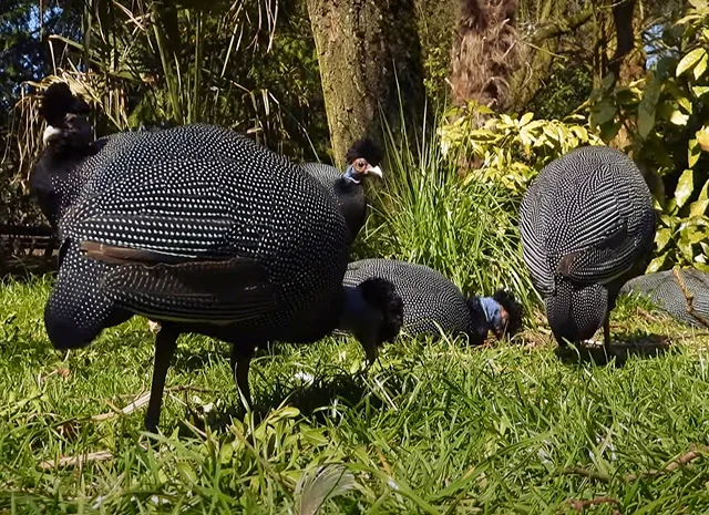 Інкубаційне яйце Цесарка Хохлата- фото № 8