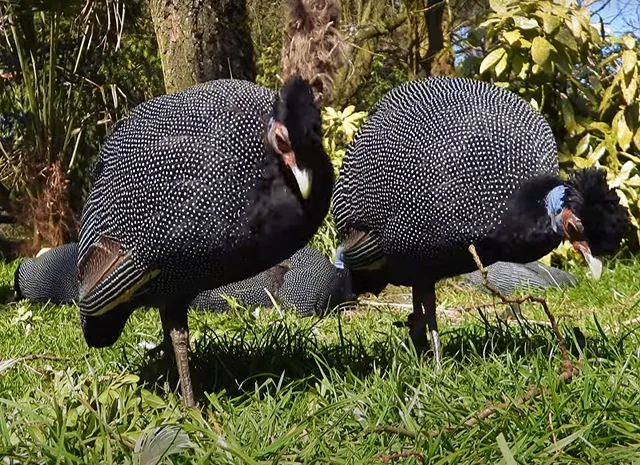 Інкубаційне яйце Цесарка Хохлата- фото № 9