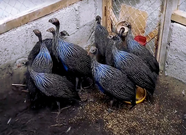 Інкубаційне яйце Цесарка Грифова. Пропоную молодняк цесарок- фото № 1