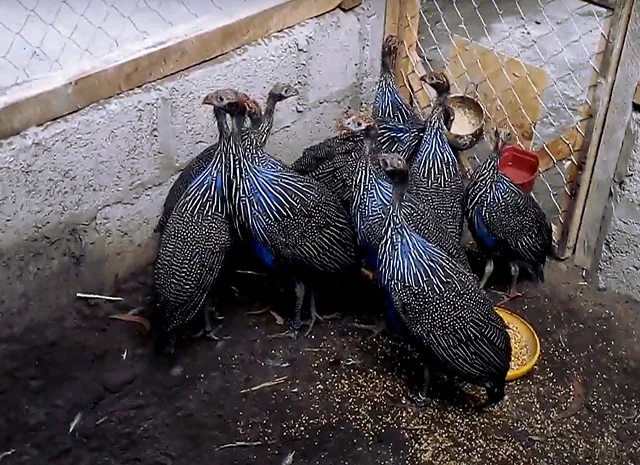 Інкубаційне яйце Цесарка Грифова. Пропоную молодняк цесарок- фото № 10