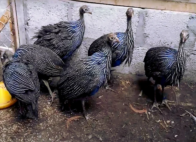 Інкубаційне яйце Цесарка Грифова. Пропоную молодняк цесарок- фото № 2