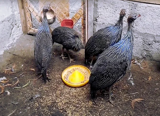 Інкубаційне яйце Цесарка Грифова. Пропоную молодняк цесарок- фото № 3