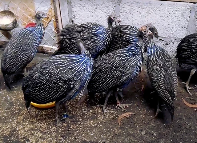 Інкубаційне яйце Цесарка Грифова. Пропоную молодняк цесарок- фото № 4