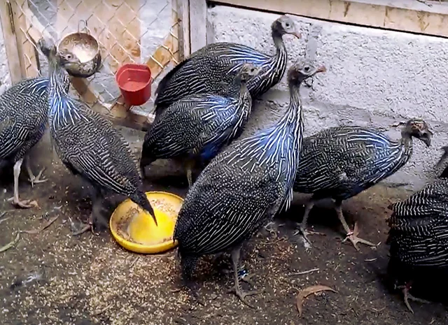 Інкубаційне яйце Цесарка Грифова. Пропоную молодняк цесарок- фото № 5