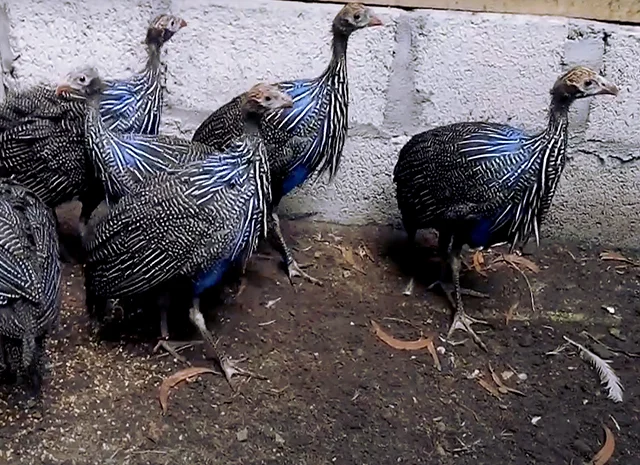 Інкубаційне яйце Цесарка Грифова. Пропоную молодняк цесарок- фото № 6