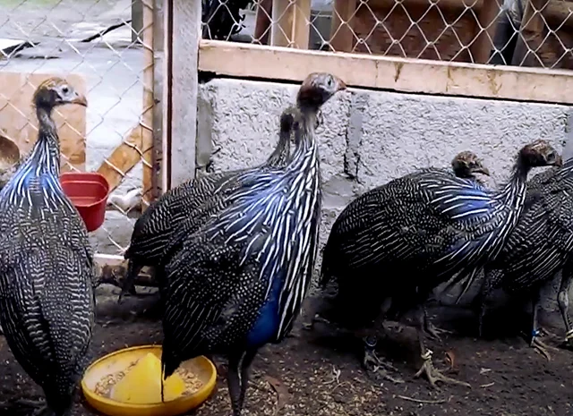 Інкубаційне яйце Цесарка Грифова. Пропоную молодняк цесарок- фото № 7