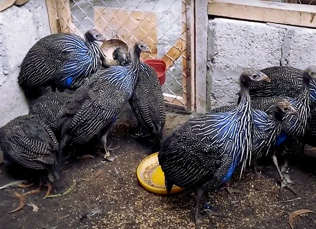 Інкубаційне яйце Цесарка Грифова. Пропоную молодняк цесарок- фото № 8