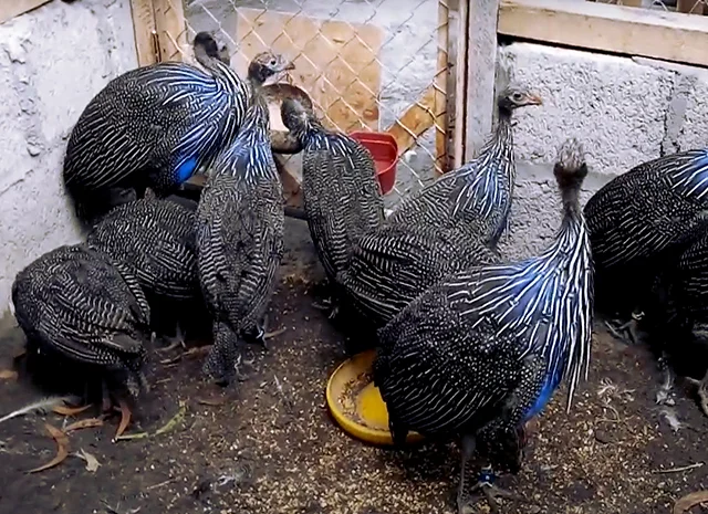 Інкубаційне яйце Цесарка Грифова. Пропоную молодняк цесарок- фото № 9