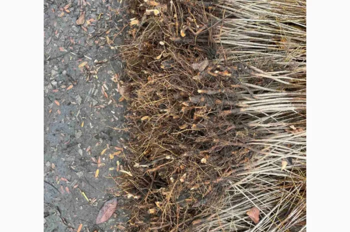 Продается подвой ВСЛ 2 – отправка осень 2025- фото № 1