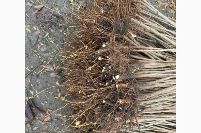 Продается подвой ВСЛ 2 – отправка осень 2025- фото № 2