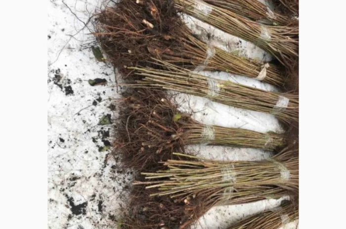 Продается подвой ВСЛ 2 – отправка осень 2025- фото № 3