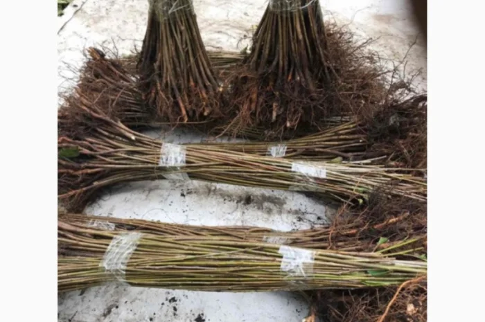 Продается подвой ВСЛ 2 – отправка осень 2025- фото № 4