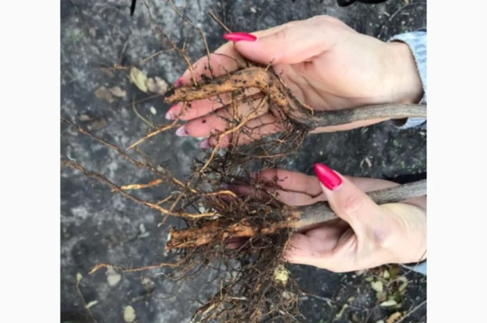 Продается подвой ВСЛ 2 – отправка осень 2025- фото № 5