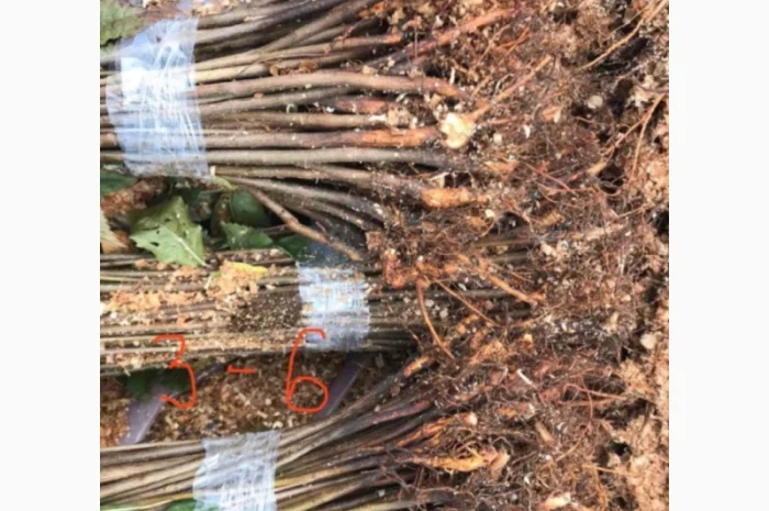 Продается подвой ВСЛ 2 – отправка осень 2025- фото № 6