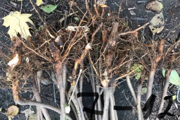 Продается подвой ВСЛ 2 – отправка осень 2025- фото № 7