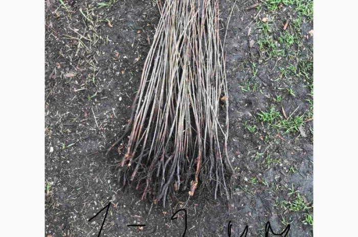 Продается подвой ВСЛ 2 – отправка осень 2025- фото № 8