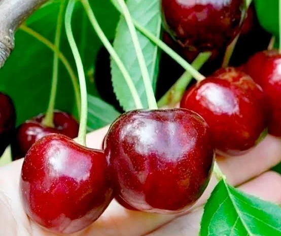 Саженцы черешни Стакатто на продажу- фото № 3