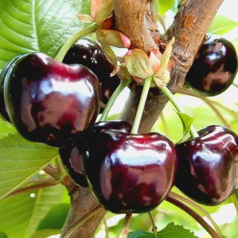 Саженцы черешни Стакатто на продажу- фото № 4