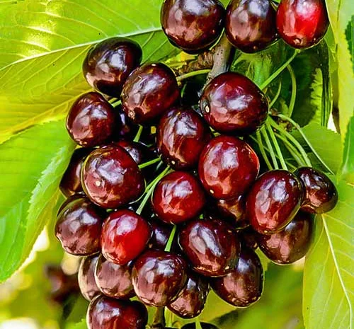 Продаются качественные саженцы черешни Джорджия- фото № 1