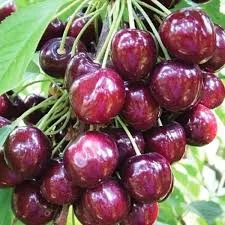 Продаются качественные саженцы черешни Джорджия- фото № 2