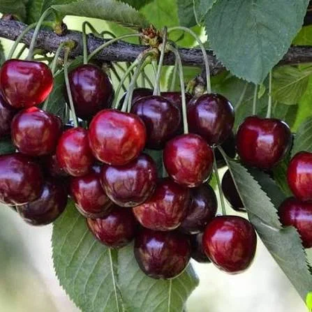 Продаются саженцы черешни сорта СВІТХАРТ- фото № 2