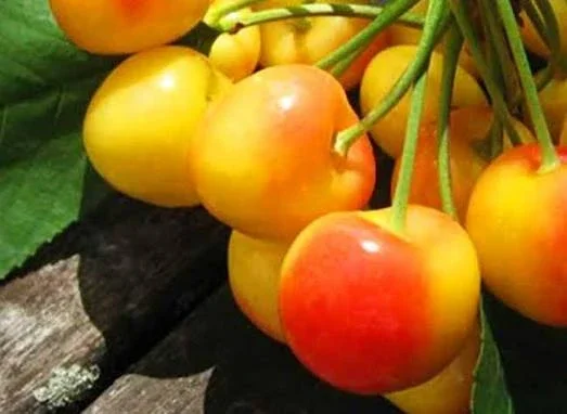 Саженцы черешни сорта Реньє- фото № 1