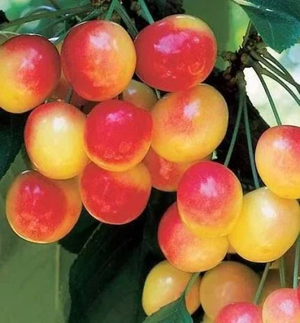 Саженцы черешни сорта Реньє- фото № 2