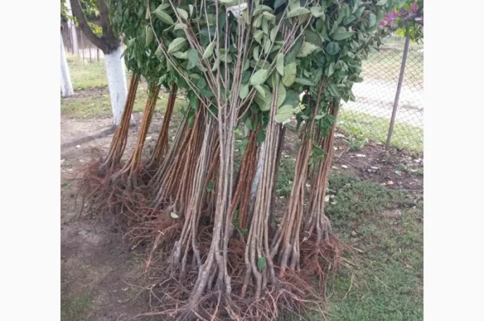 Саженцы черешни оптом в Черновцах- фото № 1