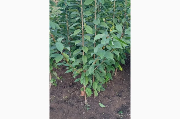 Саженцы черешни оптом в Черновцах- фото № 2