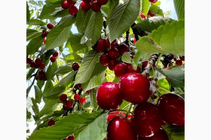 Саженцы черешни оптом в Черновцах- фото № 3