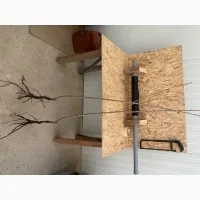 Саженцы черешни оптом в Черновцах- фото № 4