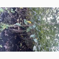 Саженцы черешни оптом в Черновцах- фото № 5