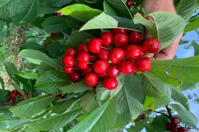 Продаются саженцы черешни различных сортов- фото № 1