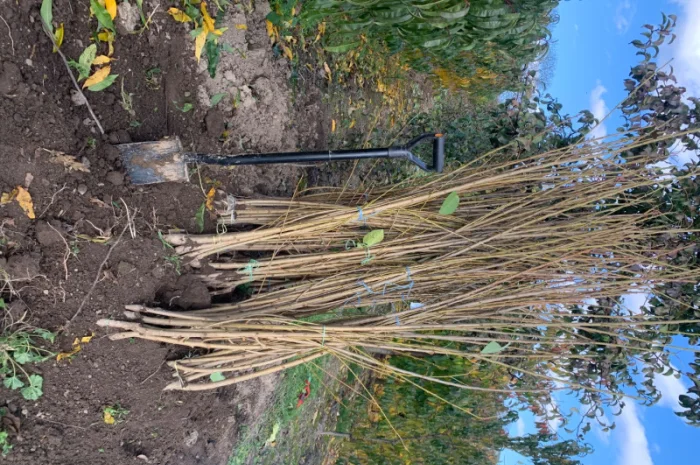 Продаются саженцы черешни различных сортов- фото № 2