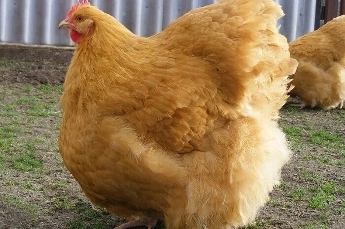 Інкубаційні яйця Орпінгтон палевий та Кохінхін чорний- фото № 2