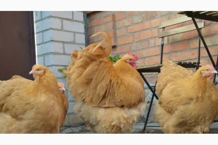 Інкубаційні яйця Орпінгтон палевий та Кохінхін чорний- фото № 3