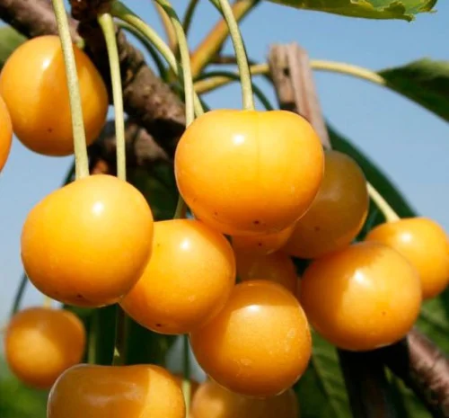 Саджанці черешні Драгана - 2-річні- фото № 1