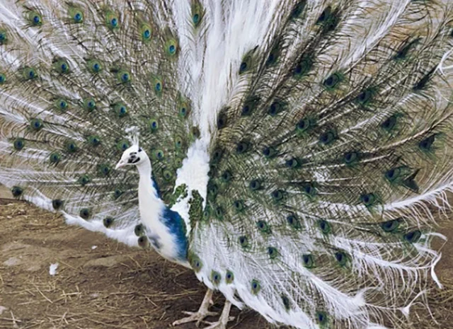 Інкубаційне яйце Павлін.Павич- фото № 1