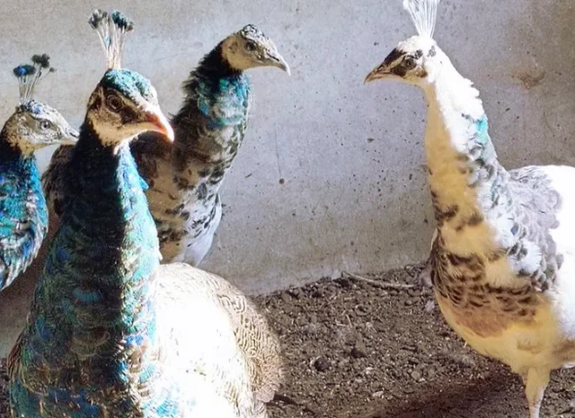 Інкубаційне яйце Павлін.Павич- фото № 10