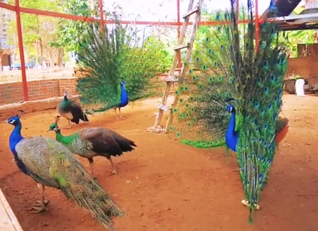 Інкубаційне яйце Павлін.Павич- фото № 11