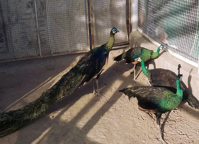 Інкубаційне яйце Павлін.Павич- фото № 12