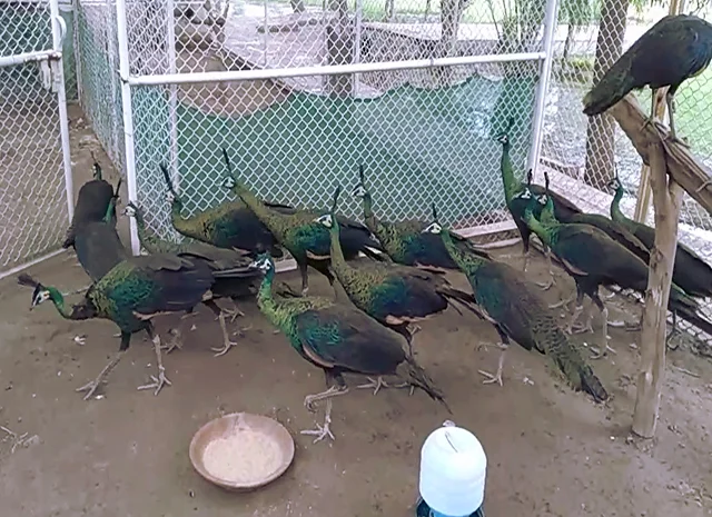 Інкубаційне яйце Павлін.Павич- фото № 13