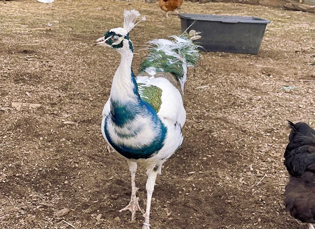 Інкубаційне яйце Павлін.Павич- фото № 14