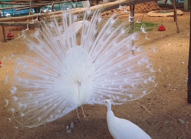 Інкубаційне яйце Павлін.Павич- фото № 15