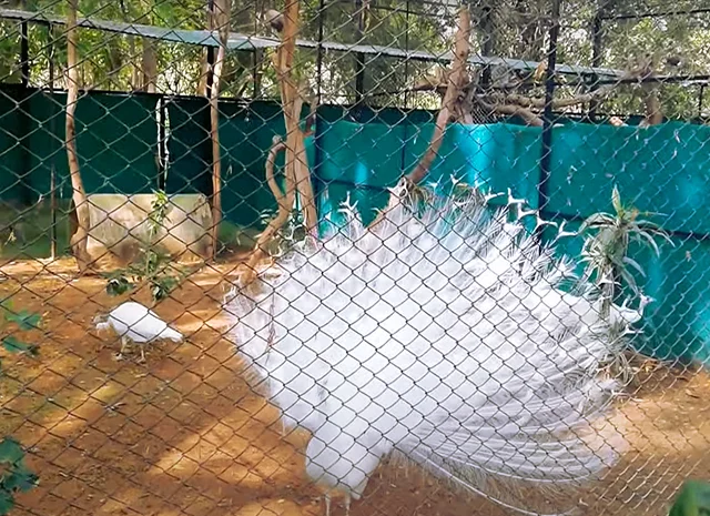 Інкубаційне яйце Павлін.Павич- фото № 16