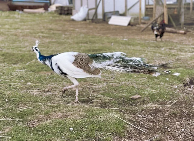 Інкубаційне яйце Павлін.Павич- фото № 17