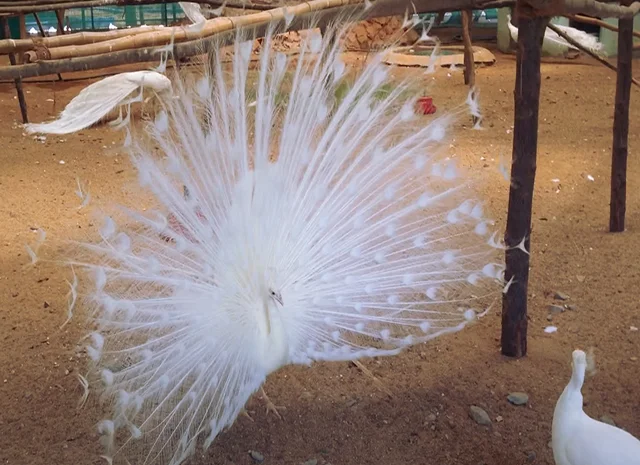 Інкубаційне яйце Павлін.Павич- фото № 18