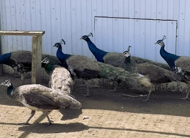 Інкубаційне яйце Павлін.Павич- фото № 19
